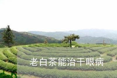 老白茶能治干眼病/2023071126161