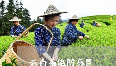 老白茶能防感冒/2023061013036