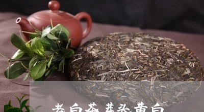 老白茶芽头黄白/2023060997149