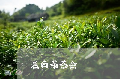 老白茶茶会/2023051102616