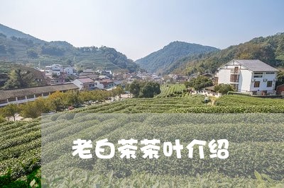 老白茶茶叶介绍/2023061052825