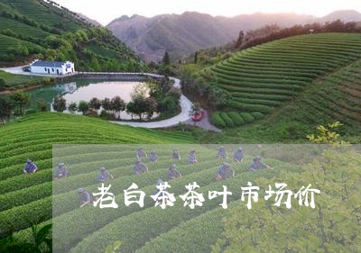 老白茶茶叶市场价/2023071142806