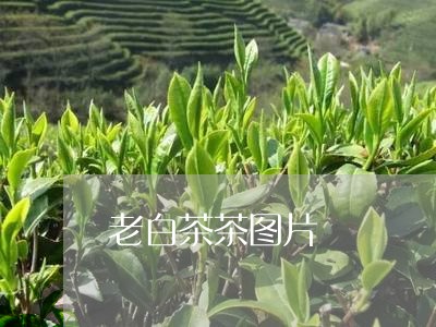 老白茶茶图片/2023052371717