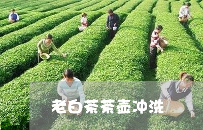 老白茶茶壶冲洗/2023061024160