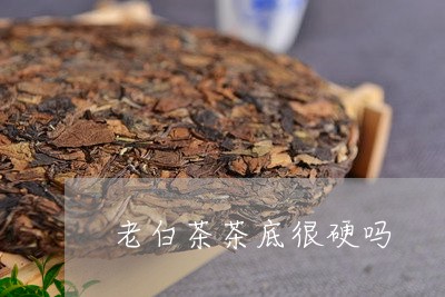 老白茶茶底很硬吗/2023071136069