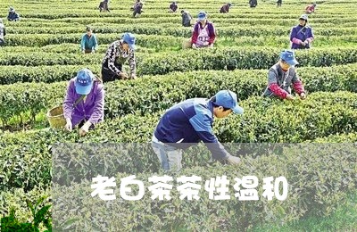 老白茶茶性温和/2023061091492