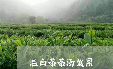 老白茶茶汤发黑/2023061083915