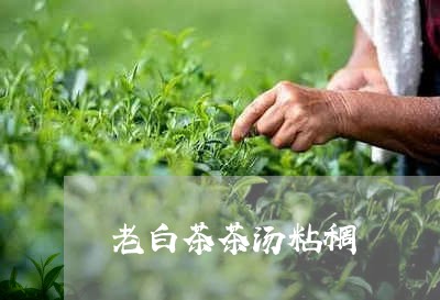 老白茶茶汤粘稠/2023060925038