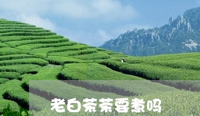 老白茶茶要煮吗/2023060937162