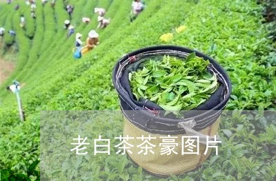 老白茶茶豪图片/2023060926260