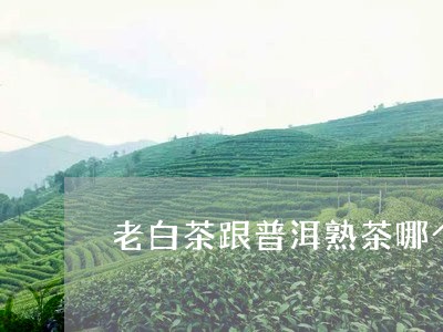 老白茶跟普洱熟茶哪个对身体好/2023080158269