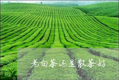 老白茶还是散茶好/2023071125138