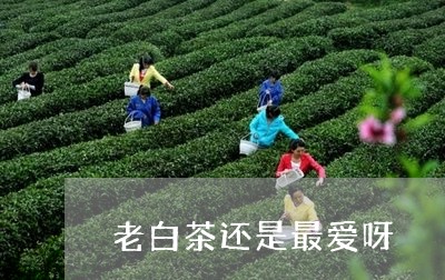 老白茶还是最爱呀/2023071135160