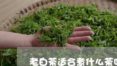 老白茶适合煮什么茶叶好喝/2023042801602