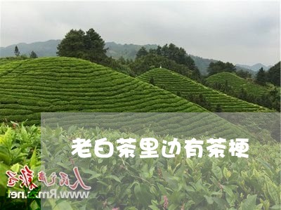 老白茶里边有茶梗/2023071189504