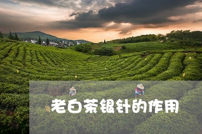 老白茶银针的作用/2023071177571