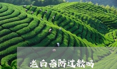 老白茶防过敏吗/2023061086137