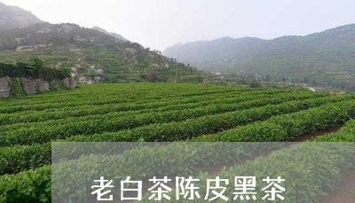 老白茶陈皮黑茶/2023060915930