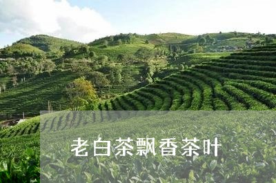 老白茶飘香茶叶/2023060918261