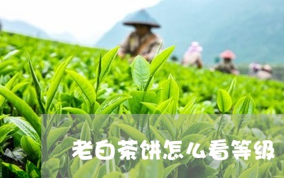 老白茶饼怎么看等级/2023073182715