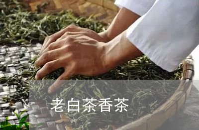 老白茶香茶/2023051175058