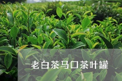 老白茶马口茶叶罐/2023071014938