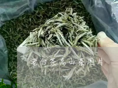 老白茶高山茶图片/2023071038482