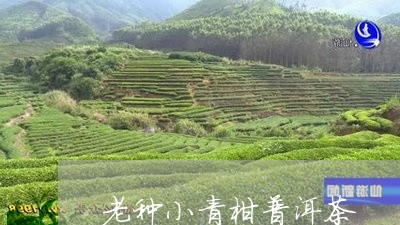 老种小青柑普洱茶/2023120469930