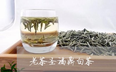 老茶圣福鼎白茶/2023090508470