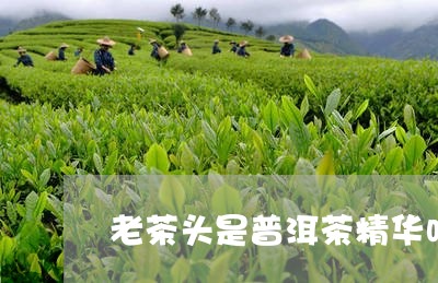 老茶头是普洱茶精华吗/2023072246295