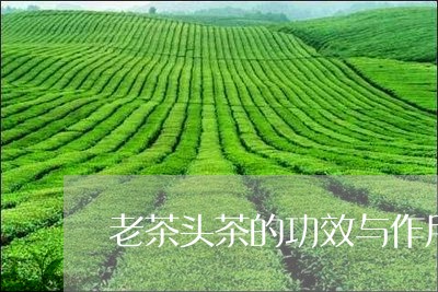 老茶头茶的功效与作用/2023060998702