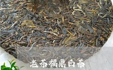 老茶福鼎白茶/2023052473059