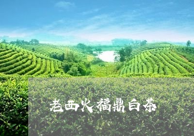 老西火福鼎白茶/2023111637481