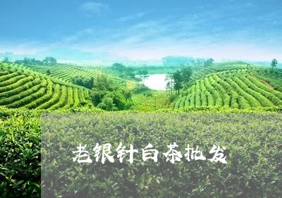 老银针白茶批发/2023060910615