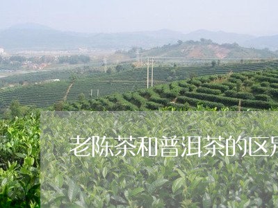 老陈茶和普洱茶的区别/2023062237072