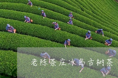 老陈茶庄冰岛古树茶/2023092355826