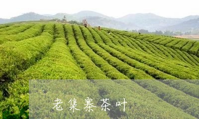 老集寨茶叶/2023041717411