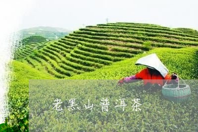 老黑山普洱茶/2023042762011