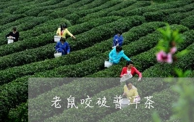 老鼠咬破普洱茶/2023112659502