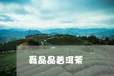 聂晶晶普洱茶/2023042770922