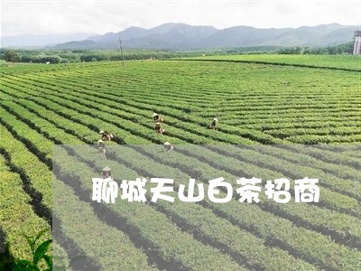 聊城天山白茶招商/2023071098794