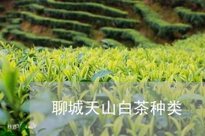 聊城天山白茶种类/2023071071037