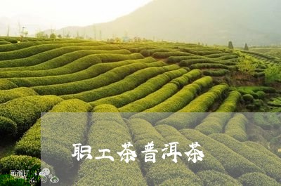 职工茶普洱茶/2023042874452