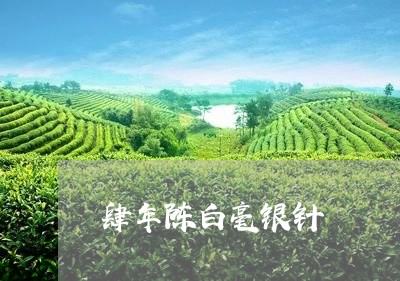 肆年陈白毫银针/2023060901693