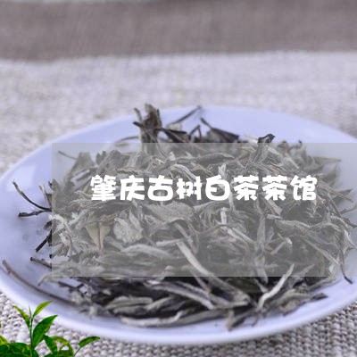 肇庆古树白茶茶馆/2023071152948