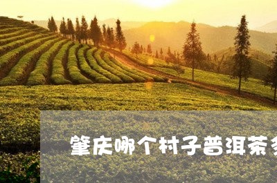 肇庆哪个村子普洱茶多/2023100655046