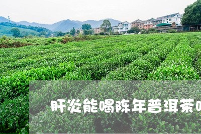 肝炎能喝陈年普洱茶吗/2023092941724