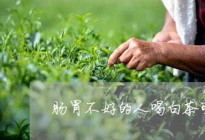 肠胃不好的人喝白茶可以吗/2023042835379