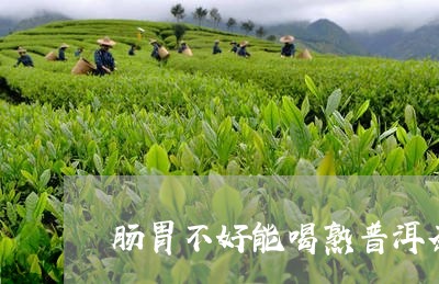 肠胃不好能喝熟普洱茶/2023062972718