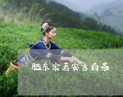 肥东宋茗安吉白茶/2023071194958